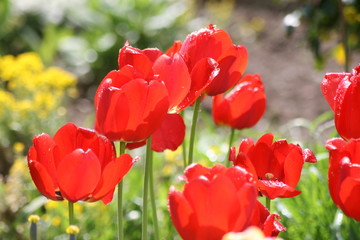 Tulpen