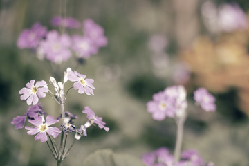 colorful of flower and sunlight