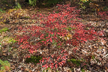 Red Leaves on the Forest Floor