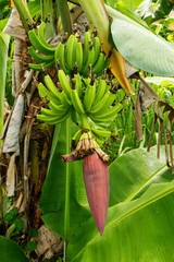 Bananas growing in a jungle © donyanedomam