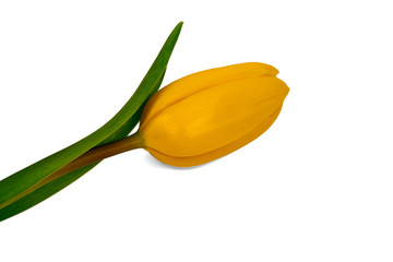 one yellow tulip on a white background