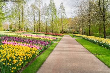 Fototapeta na wymiar Spring flowers flowerbed - yellow, pink and violet - in dutch formal garden, Keukenhof, Netherlands
