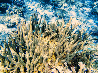 Coral reef in Somosomo Strait off the coast of Taveuni Island, Fiji