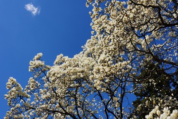 モクレン・青空
都内の公園で撮ったモクレンです。　春の訪れを感じます。