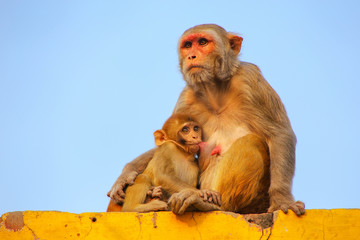 Naklejka premium Rhesus macaque with a baby sitting on a wall in Taj Ganj neighborhood of Agra, Uttar Pradesh, India