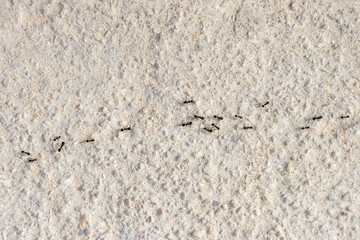 Ants row on white wall