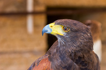 portrait golden eagle