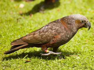 Walking Parrot