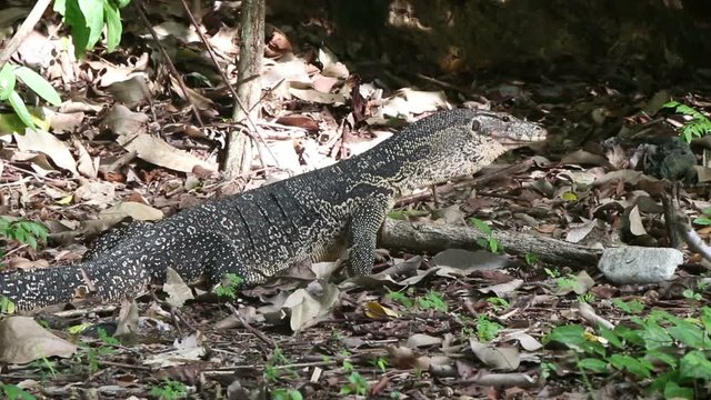 A Large Monitor Lizard on a Remote Thai Island
