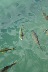 Carp are considered sacred