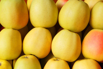 Harvest of ripe juicy apples.