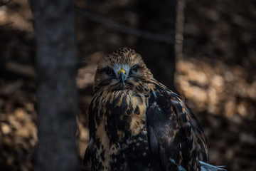 Hawk sitting on the ground clsoe up