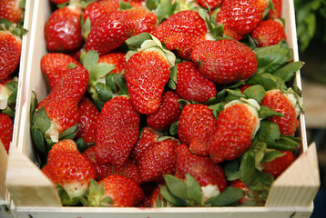 Lot of ripe strawberries as a background