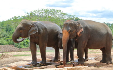 Fototapeta na wymiar Pinnawala Elephants 1