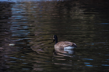 Canada goose floating on the water