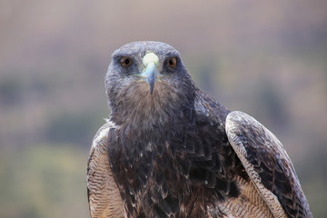 Black-chested buzzard-eagle at the market in Maca, Colca Canyon, Peru