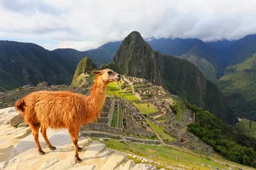 Papier Peint photo Machu Picchu Llama standing at Machu Picchu overlook in Peru