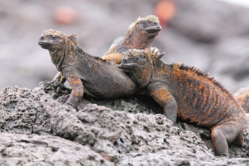 Marine iguanas on Santiago Island in Galapagos National Park, Ecuador