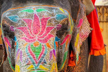 Portrait of painted elephant walking up to Amber Fort near Jaipur, Rajasthan, India