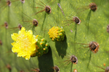 Close-up of Galapagos prickly pear flower on Rabida Island, Galapagos National Park, Ecuador