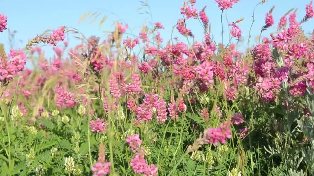  Sanfoin forage in a Saskatchewan field