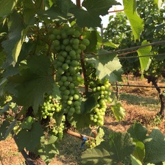 Grapes in the Vineyard