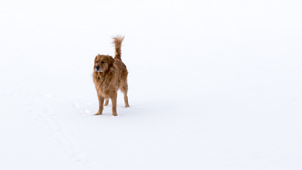 Golden Retriever in Winter
