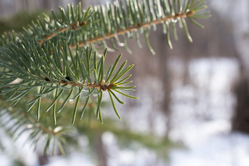 Balsam Fir Needles in Winter