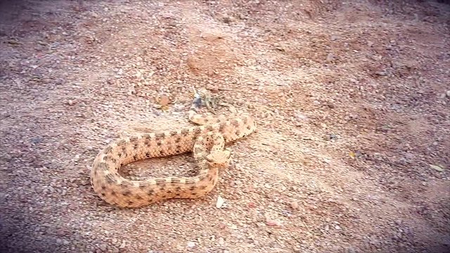 A Sonoran Desert Sidewinder Rattlesnake (Crotalus cerastes cercobombus) rattling and winding across sand in Arizona, USA.