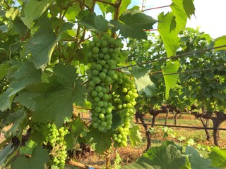 grapes from the winery