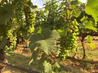 Grapes from winery