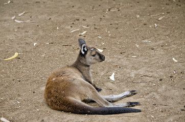 Kangaroo-Island kangaroo