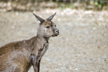 Kangaroo-Island kangaroo