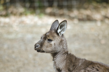 Kangaroo-Island kangaroo