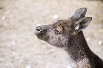 Kangaroo-Island kangaroo