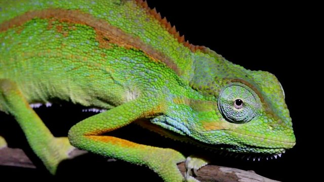 A WILD and extremely colourful Side-striped or Two-lined Chameleon in Uganda, Africa. Species name is Trioceros bitaeniatus or Chamaeleo bilineatus. Recorded at night after the lizard awoke from sleep