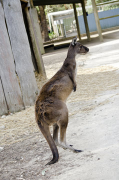 Kangaroo-Island kangaroo