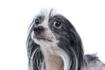 Isolated portrait of a Chinese crested dog 