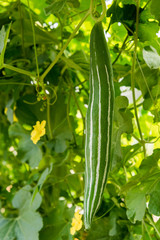 Smooth Loofah growing in an organic farm, Chiang Mai, Thailand