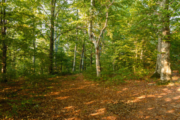 Obraz premium Forrest