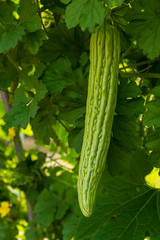 Bitter cucumber or bitter gourd growing in an organic farm, Chiang Mai, Thailand