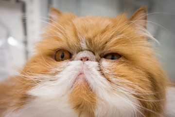 Angry Closeup Cat Portrait