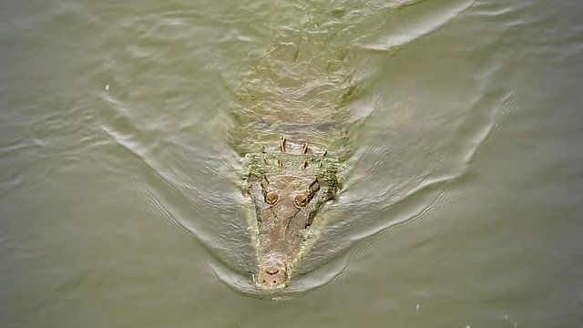 Endangered American Crocodile (Crocodylus acutus) swims dangerously close to moving boat and then disappears under water in Costa Rica. One of the larger species of crocodiles (males can reach 6.1 m).
