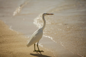 Egret, bird , sea shore , beach, white , relax