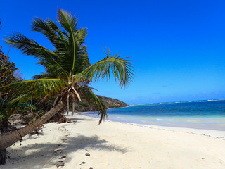Zoni Beach Culebra Puerto Rico Palm tree