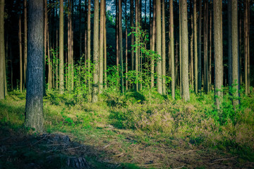 Obraz premium Pine forest