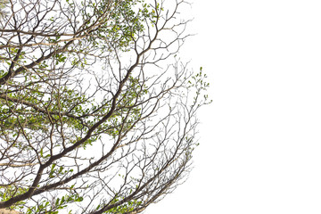 Tree isolated on white background