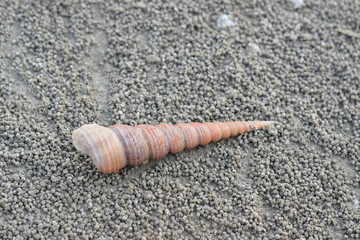 Beautiful of the sea