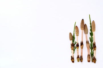 つくし　白バック

