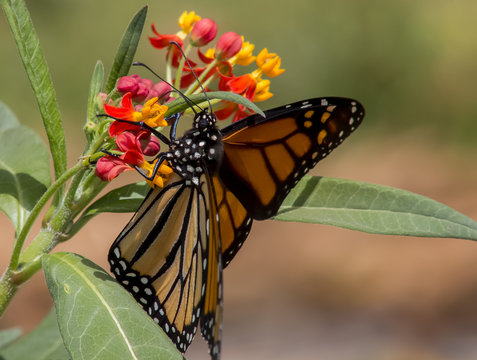 Monarch Butterfly displays wing detail while clinging to the Milkweed as it feeds